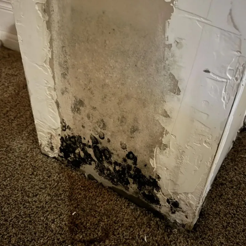 Professional Mold Removal in Acadia Parish, LA